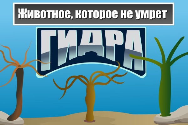 Как установить блэкспрут на тор